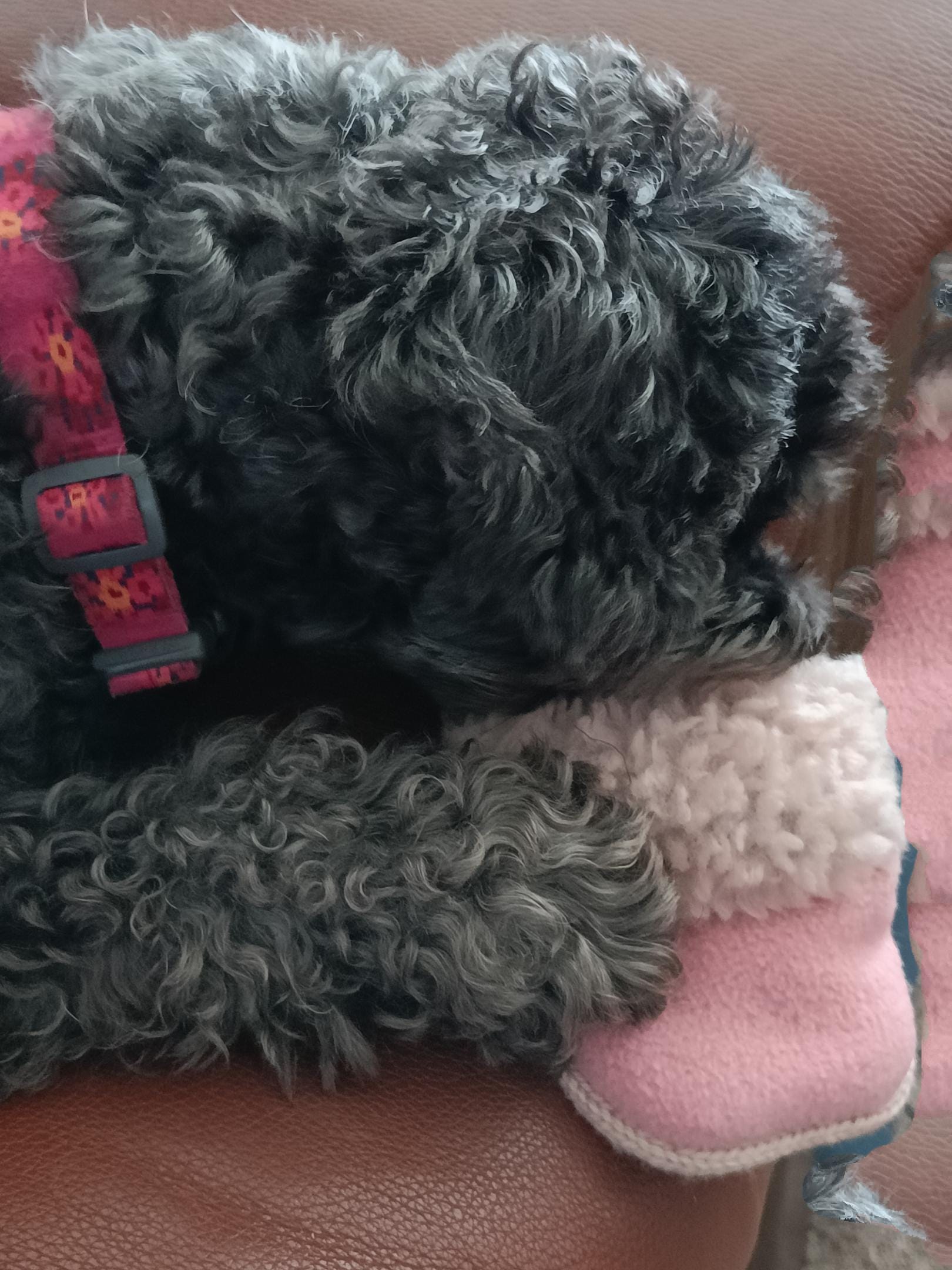Small dogs slipper toy, faux fur and fleece comforter, crunchy crackling dog toy