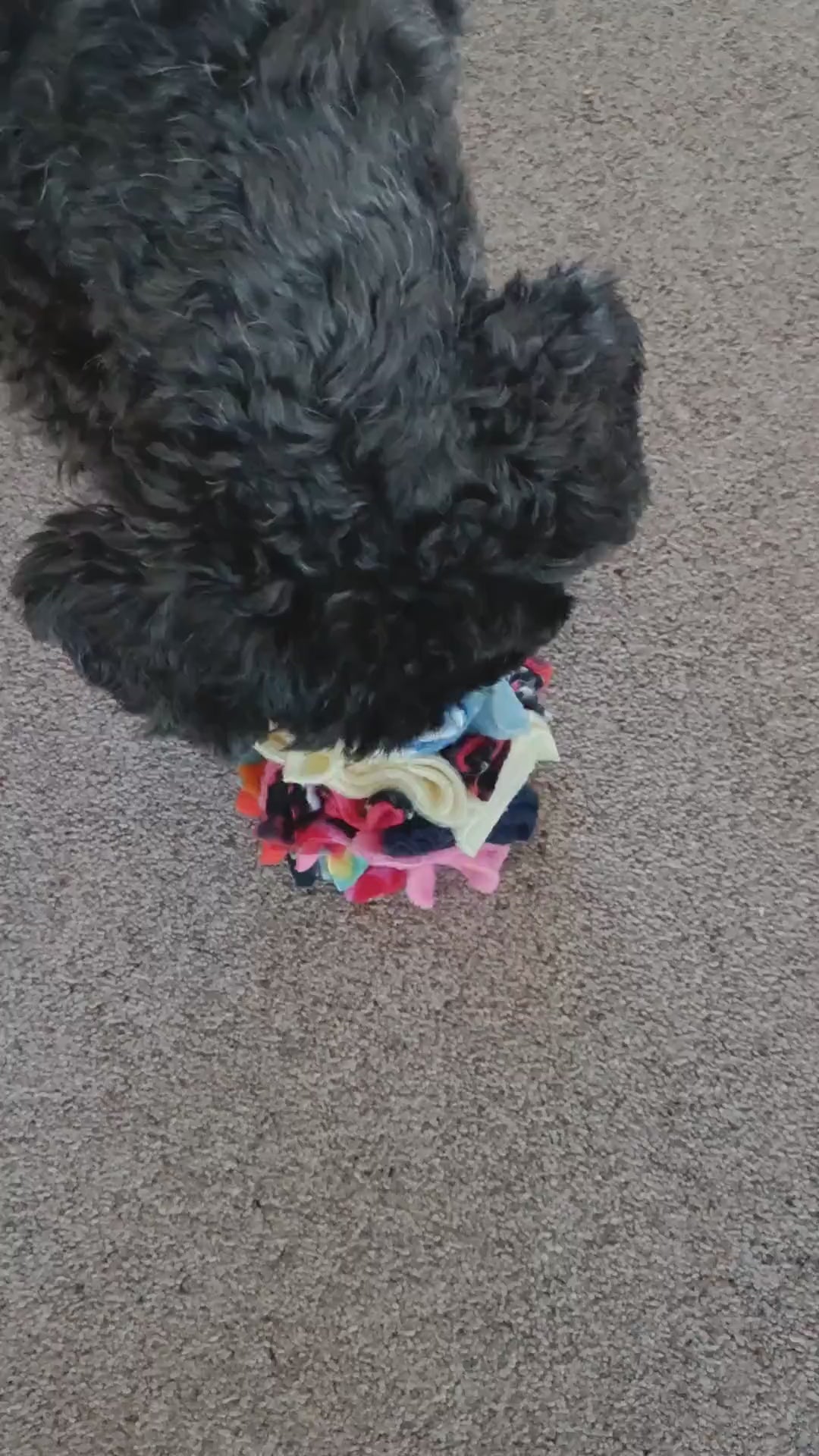 Dog snuffle ball in star shape, fleece pet toy, treat dispenser, finding food game